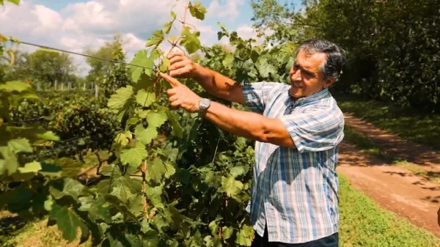 Finca Robledo Balzarini, un emprendimiento vitivinícola en el noroeste cordobés que camina hacia la certificación orgánica