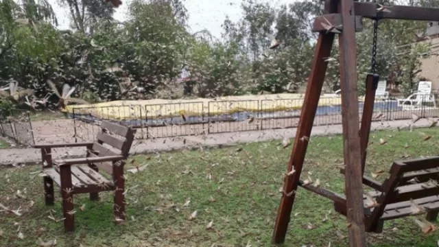 Confirmado: realizarán fumigaciones aéreas y terrestres contra la mangas de langostas en Salta