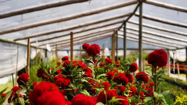 Proponen desayunos y meriendas multisensoriales, ¿de qué se trata la propuesta?