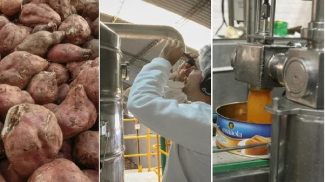 Recién llegadas del campo, las batatas se lavan, pelan y cocinan en tolvas de acero inoxidable. Finalmente el dulce se envasa.