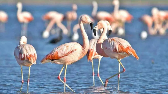 ¡Un voluntario por aquí! ¡Otro por allá! Los convocan al Parque Nacional Ansenuza
