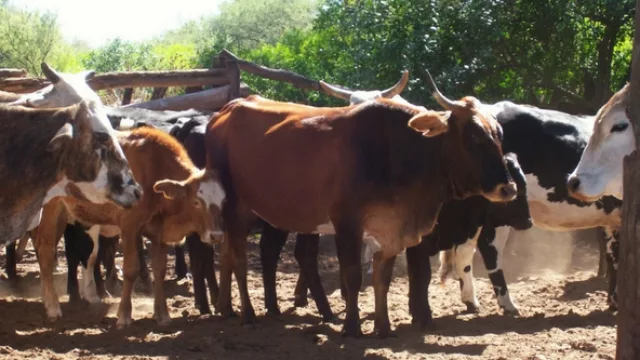 En el Agrochacra NOA instaron a potenciar la ganadería de la región