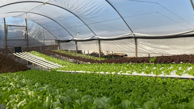 Se viene el primer Congreso de Hidroponia de Argentina (y será en Córdoba)