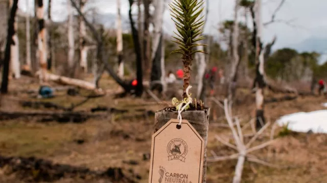 Carbón Neutral+, la solución que ayuda a disminuir la huella de carbono de las empresas (cómo hacer para gestionar la tuya)