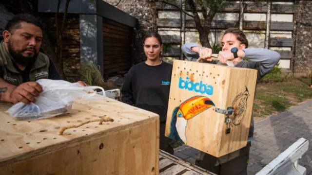 Trasladaron tres tucanes del Parque de la Biodiversidad a la Reserva Natural de Tucumán