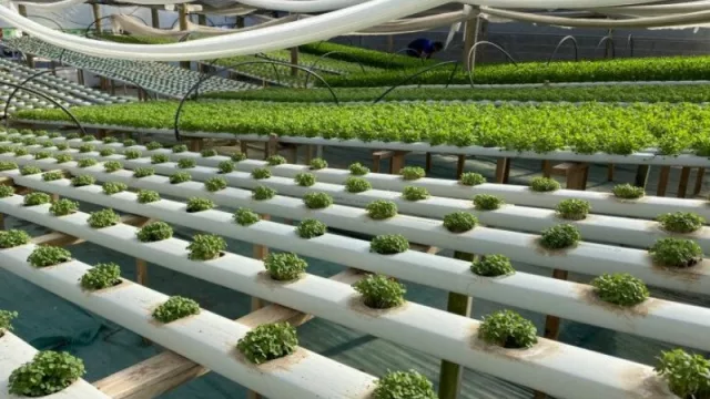 Este jueves comienza el primer Congreso de Hidroponia del país (y se hace en Córdoba)