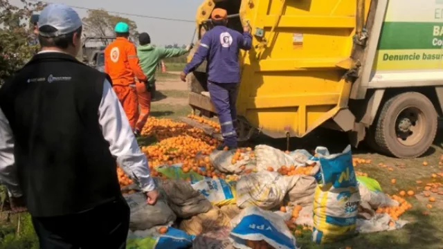 Tucumán blindado: destruyen ocho toneladas de cítricos que no tenían registro