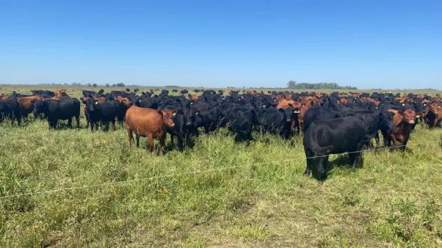 Un ecosistema de empresas argentinas trabaja por la regeneración ambiental (quieren capturar 16 millones de toneladas de CO2 en LatAm)