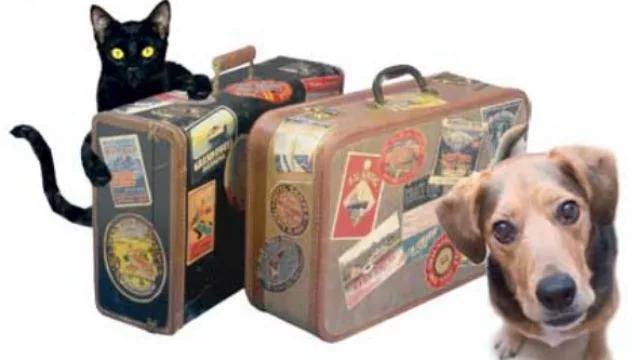 ¿Qué hacemos con Batuque y Minino?