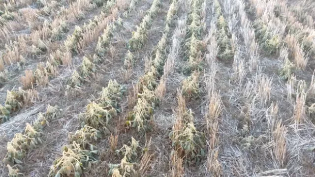 Córdoba, la de las heladas: cuáles son las 10 localidades más frías y qué pronostican (¿cuándo llega la Niña y cómo afecta a las zonas productivas?)