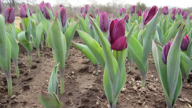 No es Amsterdam, es Despeñaderos que espera a sus turistas con 2.400 tulipanes (excelente gastronomía y… ¡un té propio!)
