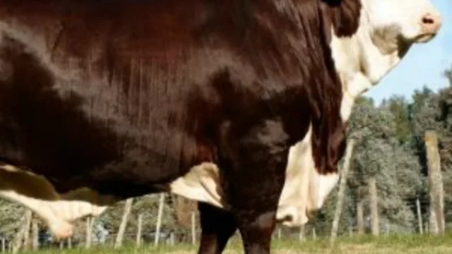 Backstage de este toro campeón que vale $ 295.000 (41 cm de circunferencia escrotal e inversiones de $ 24 M)