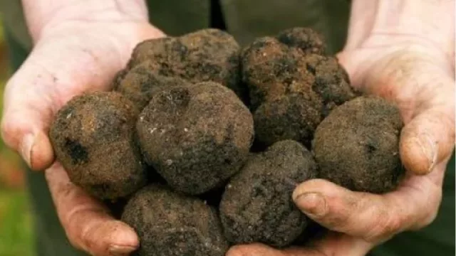 Trufas del Abra, la nueva unidad de negocio de La Gloriosa de Jorge Perez Companc (a partir de 1.600 dólares el kilo)