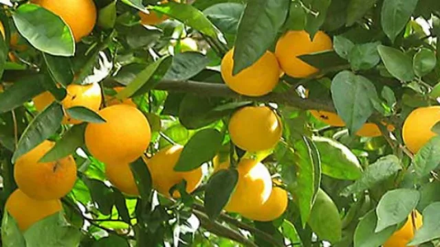 La producción citrícola caería entre 20% y 30% este año en Tucumán