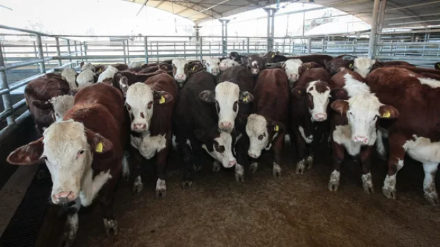 Las vaquillonas recién llegadas del remate esperan en los corrales del frigorífico. 