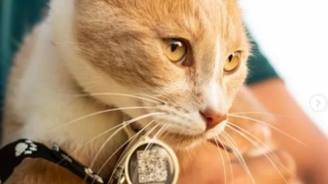 No más chapita para el Boby: las ventajas de ponerle un QR al collar de tu mascota