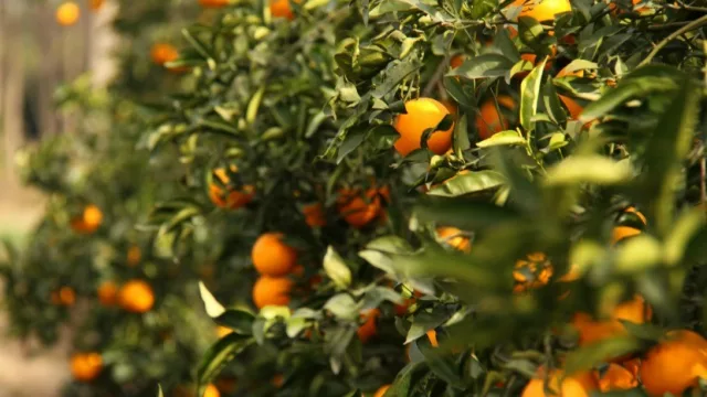 San Miguel ofertó U$S 64 M por el principal productor de mandarinas de Perú (además suma salida al Pacífico)