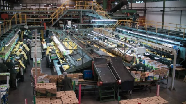 San Miguel, proveedor líder del Hemisferio Sur de cítricos en contra-estación.