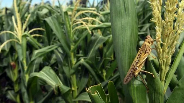 La manga de langostas se sigue expandiendo (Tucumán y el NOA se preparan)