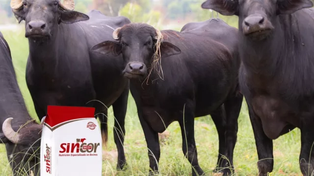 El Búfalo: la herramienta productiva del NOA (y del NEA, también)