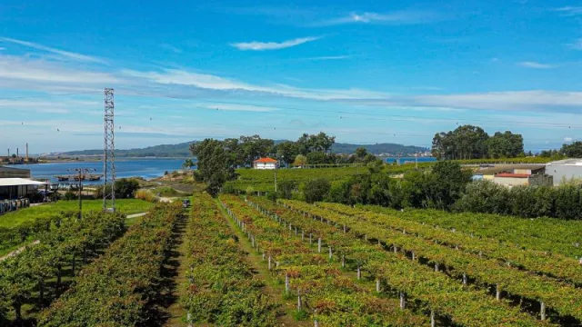 Los municipios vitivinícolas pequeños generan un 50% más de empleo en España