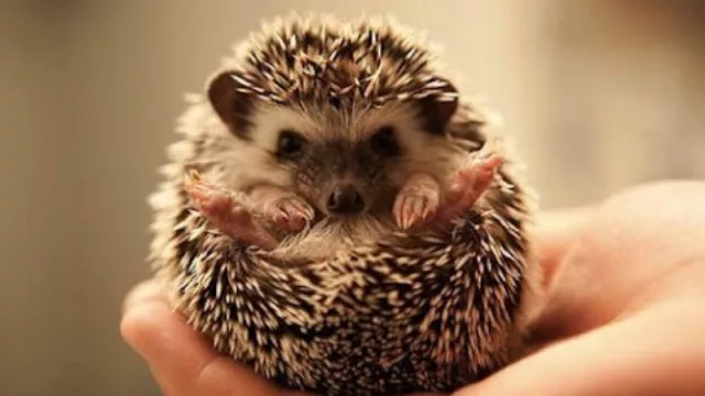 Ni perro, ni gato… el erizo entre las mascotas preferidas hoy (cuánto cuesta y cómo se deben cuidar)