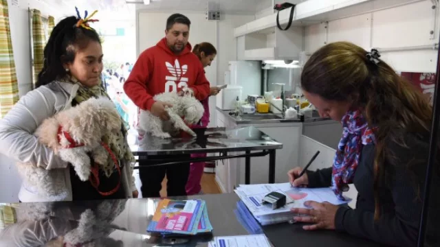 Más de cien mascotas fueron castradas y esterilizadas recientemente en la ciudad