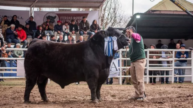 Este toro campeón de la Expo Rural de Huinca Renancó vale lo mismo que una pick up ($ 40 millones)