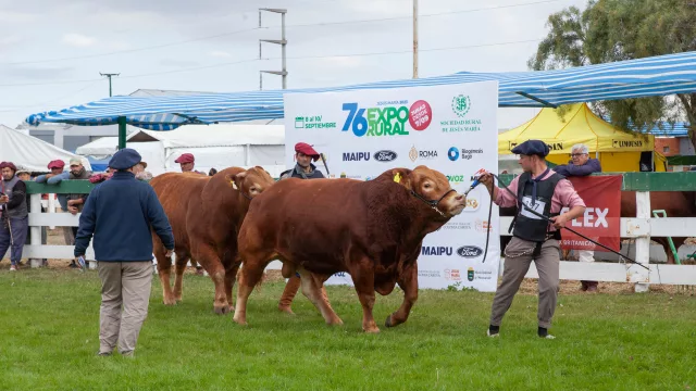 Expo Rural de Jesús María: preparan el remate de 350 reproductores seleccionados