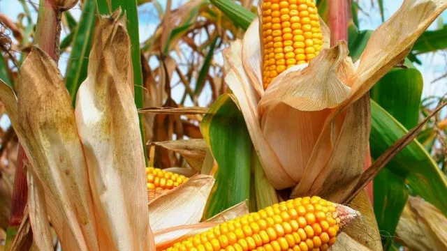 Monsanto invirtió $ 100 M para que productores afectados por granizo en inundaciones re-siembren su maíz