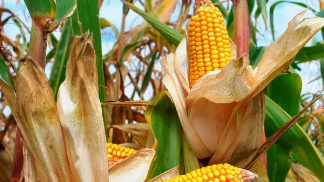 El Plan Cultivar de Monsanto, el reaseguro para  productores afectados por el clima.