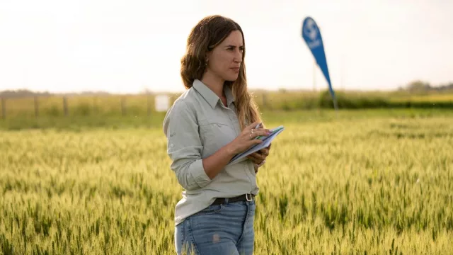 Nitrógeno foliar en hoja de bandera (¿la respuesta es esta fertilización directa que mejora el rendimiento del trigo de invierno?)