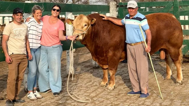 Los criadores de Limousin realizan la 38° exposición de primavera en el marco de la Expo Rural de Jesús María