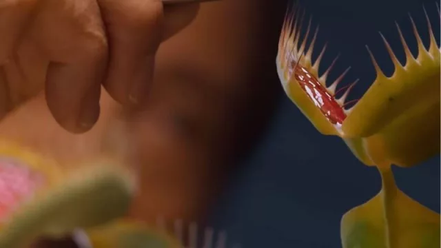 Quién vende en Córdoba (y a cuánto) las plantas carnívoras que alimenta Eliseo de El Encargado