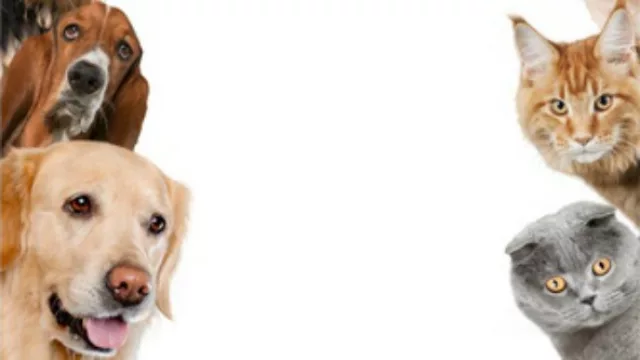 Resultados de encuesta