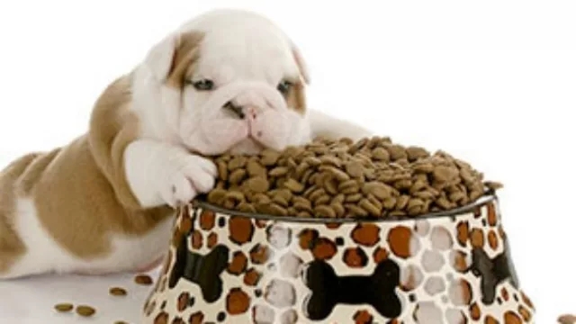 Alimenta a sus perros con comida vegana y nos dice...