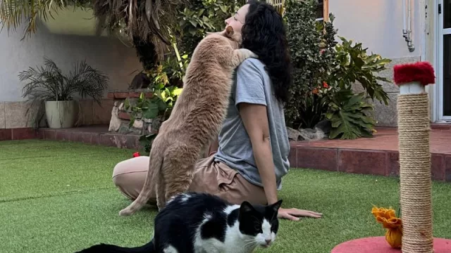 ¡Me pareció ver un lindo gatito! Córdoba tiene un hotel exclusivo para felinos (dónde está y cuánto cuesta)