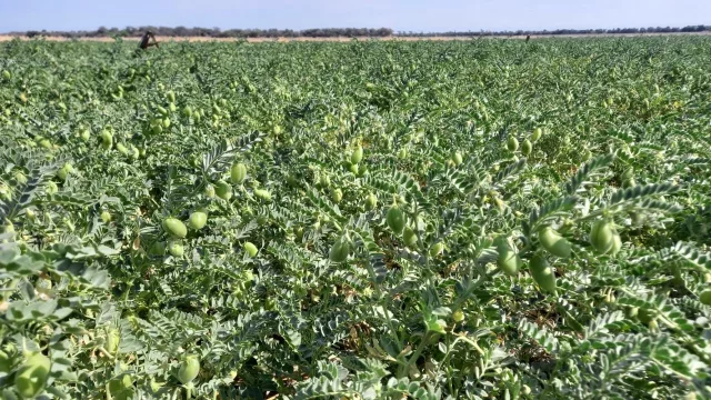 Para Córdoba, el panorama productivo del garbanzo mejoró luego de las lluvias (para el trigo la humedad llegó tarde)