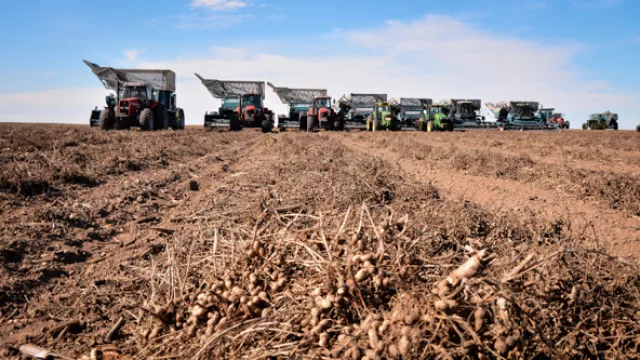 En plena época de cosecha. Las lluvias acortaron las estimaciones, pero igualmente será un gran año para el maní.
