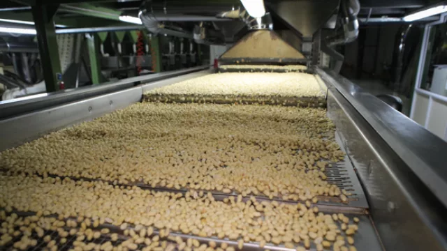 El proceso de selección del maní es clave para establecer la calidad del producto.
Prodeman.