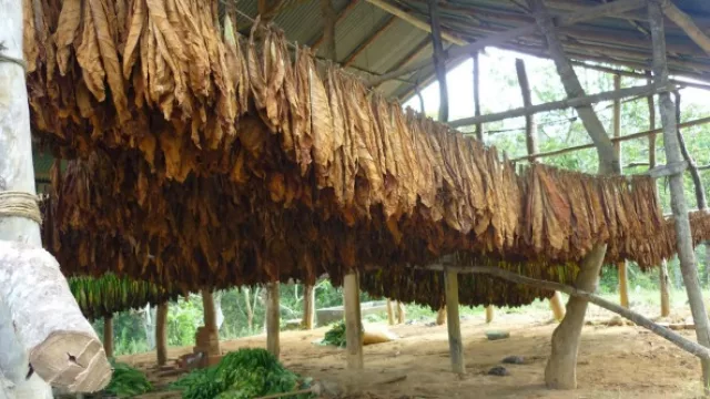Se acabó el año para los tabacaleros en Tucumán: millonarias pérdidas por las lluvias