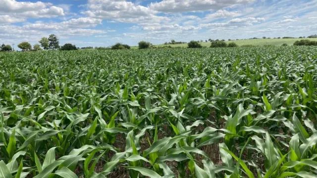 Córdoba cierra su campaña de siembra ¿Qué y por qué se siembra? ¿Cómo se siembra en la provincia? (la chicharrita factor determinante de cultivos estivales 2024/25)