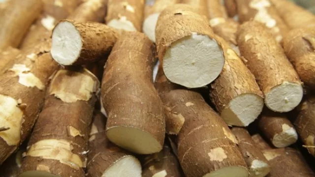 Produsur S.A. producirá 60 toneladas de almidón por día