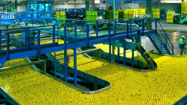 De Tucumán a México: el limón tucumano parece que encontró nuevo aliado