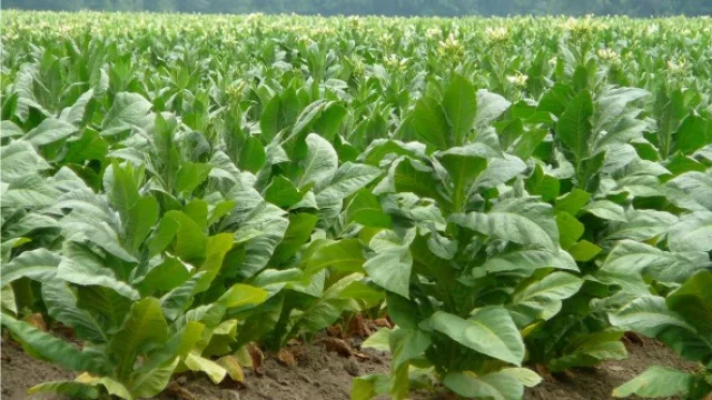 Preocupación en el sector tabacalero por falta de acuerdo sobre el precio