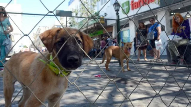 La Municipalidad lanzó el programa de tenencia responsable de mascotas