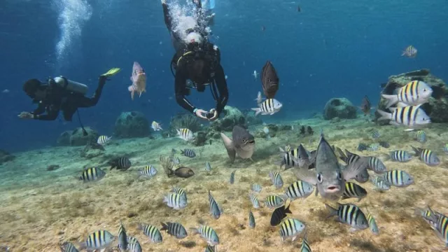 La escuela cordobesa de buceo que lleva tus sueños al fondo del mar (con cursos desde US$ 200)