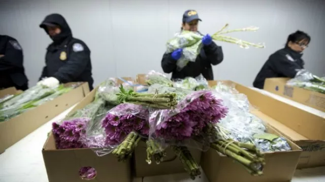 San Valentín llena a Florida de flores (con estricto control del CBP)