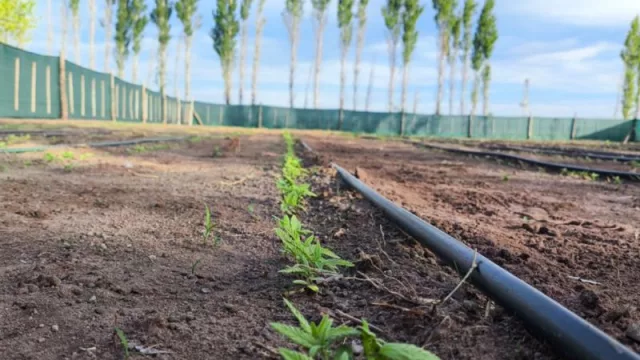 Cultivo de cáñamo en Neuquén: una apuesta agroecológica con múltiples beneficios