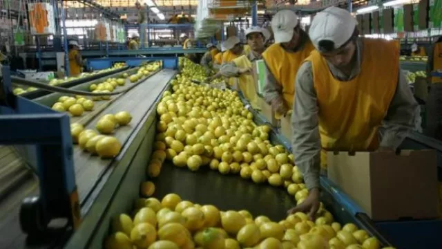Tras la suspensión de la importación de limones argentinos a EEUU, aconsejan ser cautelosos
